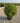 Myrtus Communis Compacta Palla 40 - Vivaio Garden Forest (47844388)
