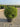 Myrtus Communis Compacta Palla 40 - Vivaio Garden Forest (47844388)