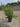 Myrtus Communis (Mirto) Cespuglio Vaso 24 H.70/90 - Vivaio Garden Forest (50305212)