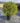 Myrtus Communis Palla 30 - Vivaio Garden Forest (47844390)