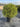 Myrtus Communis Palla 30 - Vivaio Garden Forest (47844390)
