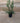 Myrtus Communis Tarentina (Mirto Tarentino) Cespuglio Vaso 24 H.70/90 - Vivaio Garden Forest (50305216)