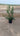 Myrtus Communis Tarentina (Mirto Tarentino) Cespuglio Vaso 24 H.70/90 - Vivaio Garden Forest (50305216)