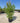 Nerium Oleander (Oleandro) Rosa Magaly Vaso 50 H.140/160 - Vivaio Garden Forest (50305220)