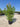 Nerium Oleander (Oleandro) Rosa Magaly Vaso 50 H.140/160 - Vivaio Garden Forest (50305220)