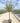 Olea Europaea Alb 50 1 2 Fusto Leccino Crf 16 18 Chioma Libera - Vivaio Garden Forest (47844406)