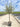 Olea Europaea Alb 50 1 2 Fusto Leccino Crf 16 18 Chioma Libera - Vivaio Garden Forest (47844406)