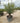 Olea Europaea Alb 60 Mini Fusto Koroneiki Crf 45 55 - Vivaio Garden Forest (47844425)