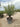 Olea Europaea Alb 60 Mini Fusto Koroneiki Crf 45 55 - Vivaio Garden Forest (47844425)