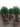 Olea Europaea Alb Ciotola 60 1 2 Fusto Coratina Crf 50 60 - Vivaio Garden Forest (47844452)