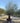 Olea Europaea Bonsai 100 Coratina Crf 80 100 Lt 290 - Vivaio Garden Forest (47844455)