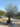 Olea Europaea Bonsai 100 Coratina Crf 80 100 Lt 290 - Vivaio Garden Forest (47844455)