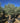 Olea Europaea Bonsai 100 Crf 120 140 Lt 285 - Vivaio Garden Forest (47844456)