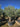 Olea Europaea Bonsai 100 Crf 120 140 Lt 285 - Vivaio Garden Forest (47844456)