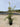 Olea Europaea Cesp 24 Cipressino Lt 7 - Vivaio Garden Forest (47844498)