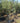 Olea Europaea Ornam Multitronco 45 Cipressino - Vivaio Garden Forest (47844516)