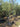 Olea Europaea Ornam Multitronco 45 Cipressino - Vivaio Garden Forest (47844516)