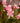 Oleandro Rosa Magaly - fiori - Vivaio Garden Forest (50305221)