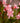 Oleandro Rosa Magaly - fiori - Vivaio Garden Forest (50305221)