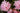 Oleandro Rosa Magaly - fioritura - Vivaio Garden Forest (50305222)