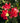 Oleandro Rosso Jannoch - fiori - Vivaio Garden Forest (50305225)