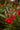 Oleandro Rosso Jannoch - fioritura - Vivaio Garden Forest (50305226)