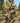 Opuntia Indica (Fico D'india) Senza Spine Vaso 24 - pianta adulta - Vivaio Garden Forest (48048323)