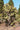 Opuntia Indica (Fico D'india) Senza Spine Vaso 24 - pianta adulta - Vivaio Garden Forest (48048323)