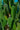 Opuntia Indica (Fico D'india) Senza Spine Vaso 24 - dettaglio - Vivaio Garden Forest (48048326)