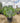 Opuntia Ficus Indica (Fico d'India) Vaso 60 Lt.90 - Vivaio Garden Forest (50305228)