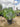 Opuntia Ficus Indica (Fico d'India) Vaso 60 Lt.90 - Vivaio Garden Forest (50305228)