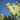 Opuntia Indica (Fico D'india) Senza Spine Vaso 24 - frutti - Vivaio Garden Forest (48048324)
