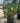 Opuntia Ficus Indica Vaso 70 Lt 110 E Q - Vivaio Garden Forest (47844524)