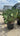 Opuntia Ficus Indica Vaso 70 Lt 110 E Q - Vivaio Garden Forest (47844524)