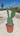 Opuntia Indica (Fico D'india) Senza Spine Vaso 24 - Vivaio Garden Forest (48048322)