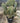 Opuntia Stricta Vaso 50 - Vivaio Garden Forest (47844525)