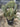 Opuntia Stricta Vaso 50 - Vivaio Garden Forest (47844525)