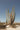 Pachycereus Pringlei (Cactus Gigante Messicano) Vaso 25 - corteccia - Vivaio Garden Forest (48048331)