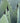 Agave Americana Marginata Vaso 40 - Vivaio Garden Forest (47844190)