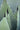 Agave Americana Marginata Vaso 40 - Vivaio Garden Forest (47844190)