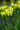 Bulbi di Tulipano Spring Green Bianco e Verde in fioritura