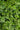 Euonymus Japonicus Multitronco 40 1/4 Fusto Aurea - fioritura - Vivaio Garden Forest