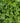 Euonymus Japonicus Cesp.60 Luna (E.Q.) - fioritura - Vivaio Garden Forest