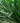Yucca Filamentosa Color Guard Vaso 24 - Vivaio Garden Forest (47844718)