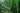 Yucca Filamentosa Color Guard Vaso 24 - Vivaio Garden Forest (47844718)