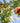 Punica Granatum Nanum Cesp.17 - Vivaio Garden Forest (47844606)