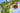 Punica Granatum Nanum Cesp.17 - Vivaio Garden Forest (47844606)