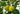 Citrus Limon (limone) Spall.80 Cassetta - Vivaio Garden Forest