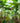 Musa Paradisiaca Dwarf Cavendish Vaso 40 - Vivaio Garden Forest (47844381)