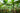 Musa Paradisiaca Dwarf Cavendish Vaso 40 - Vivaio Garden Forest (47844381)
